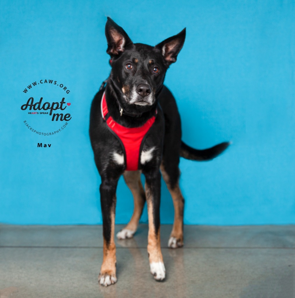 Mav, an adoptable German Shepherd Dog, Australian Shepherd in Salt Lake City, UT, 84117 | Photo Image 5