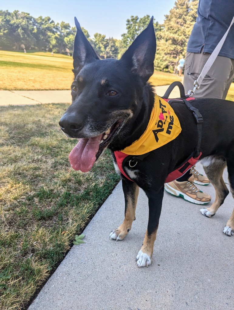 Mav, an adoptable German Shepherd Dog, Australian Shepherd in Salt Lake City, UT, 84117 | Photo Image 6