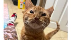 Pepper Spray, Baby Male Domestic Short Hair