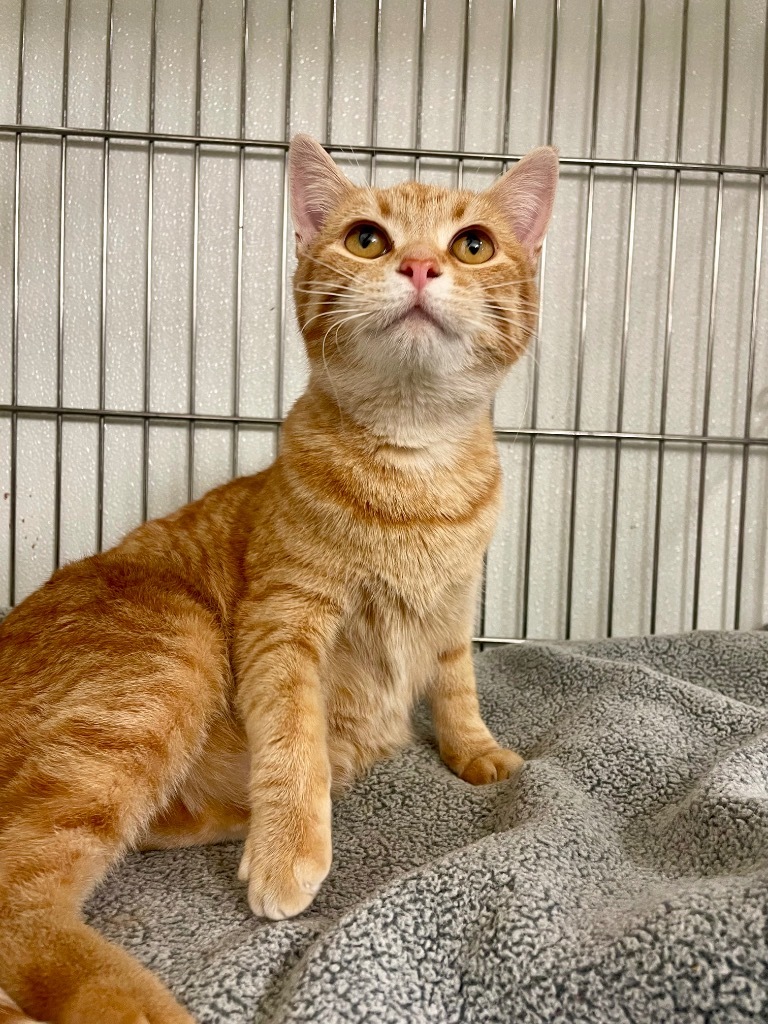 Charm, an adoptable Domestic Medium Hair in Rock Springs, WY, 82901 | Photo Image 1