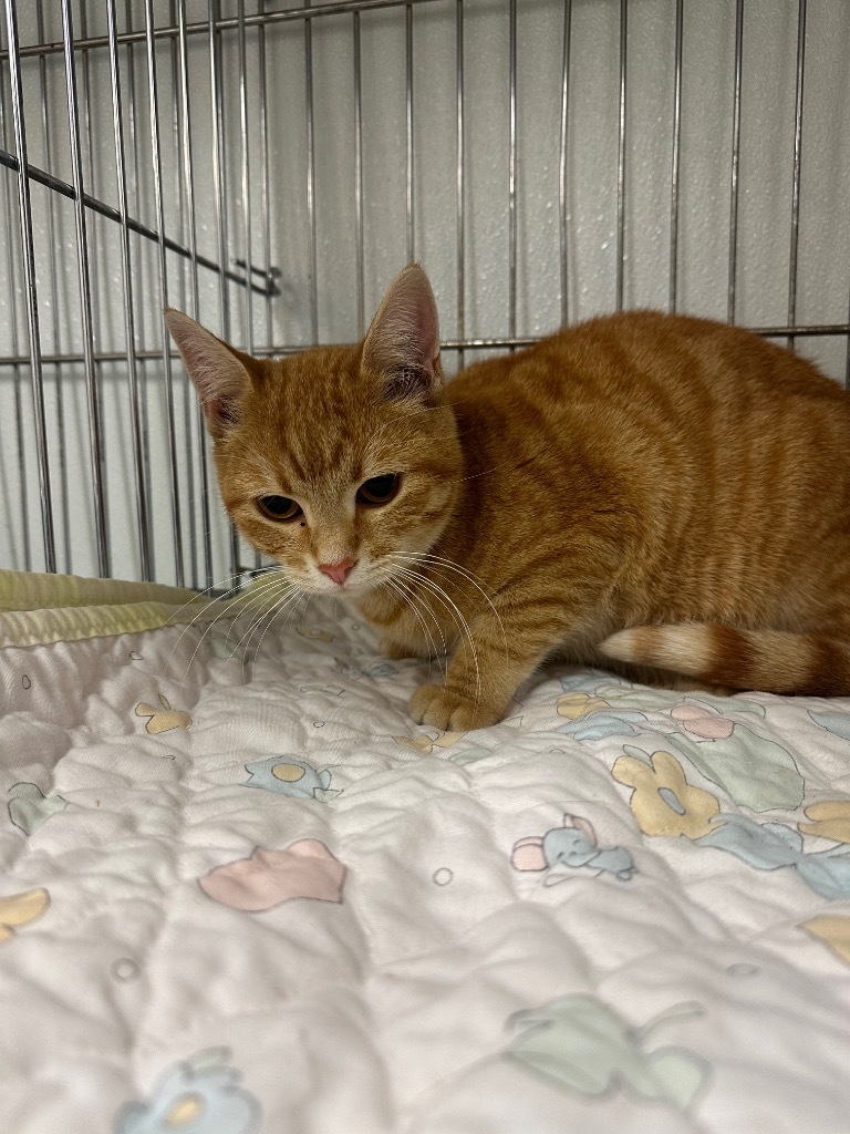 Charm, an adoptable Domestic Medium Hair in Rock Springs, WY, 82901 | Photo Image 2