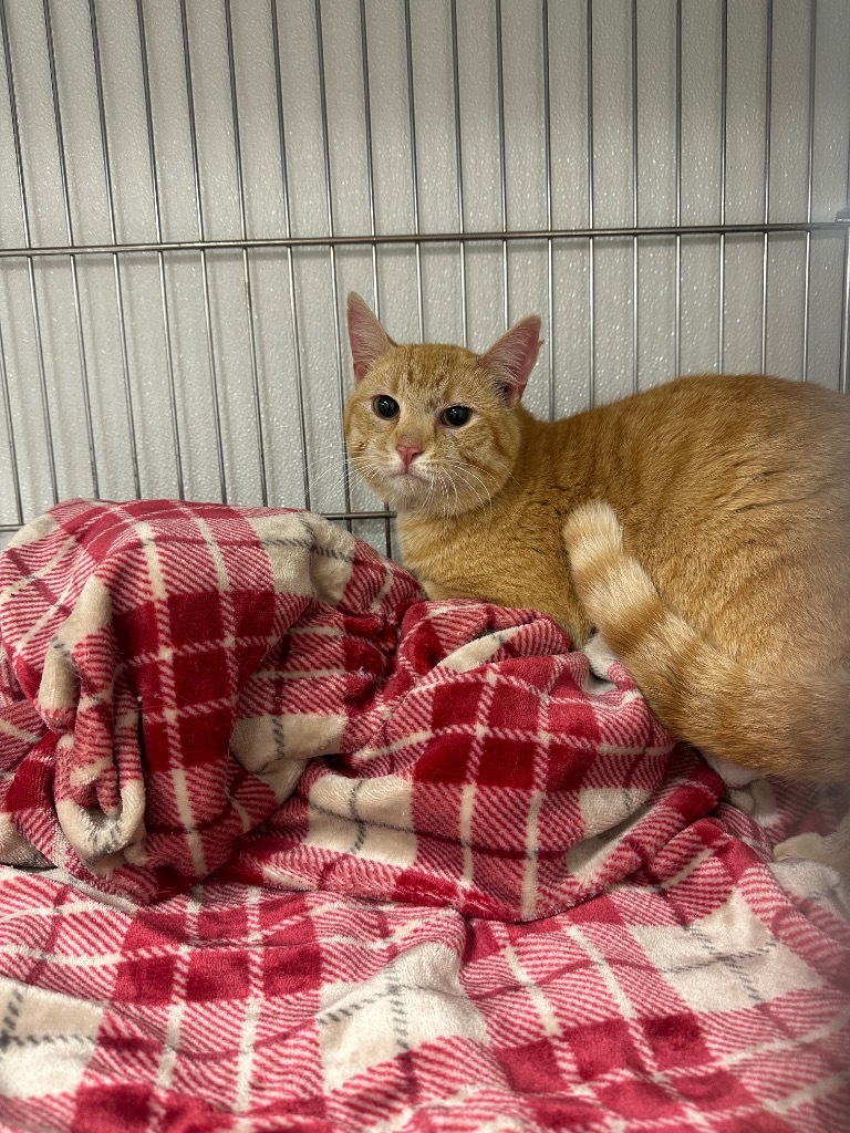 Abracadabra, an adoptable Domestic Medium Hair in Rock Springs, WY, 82901 | Photo Image 1