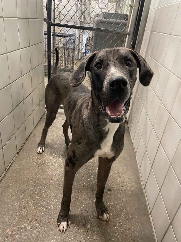 Titus, an adoptable Great Dane in Rock Springs, WY, 82901 | Photo Image 1