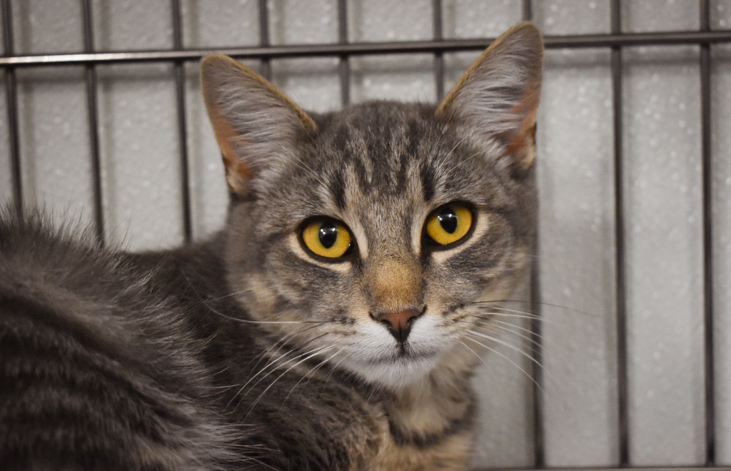 Gordo, an adoptable Domestic Medium Hair in Rock Springs, WY, 82901 | Photo Image 1