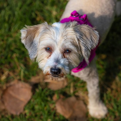 Maddie, an adoptable Havanese, Poodle in Cincinnati, OH, 45247 | Photo Image 1