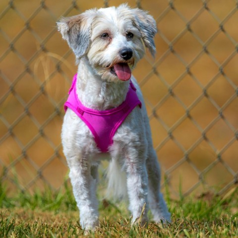 Maddie, an adoptable Havanese, Poodle in Cincinnati, OH, 45247 | Photo Image 2