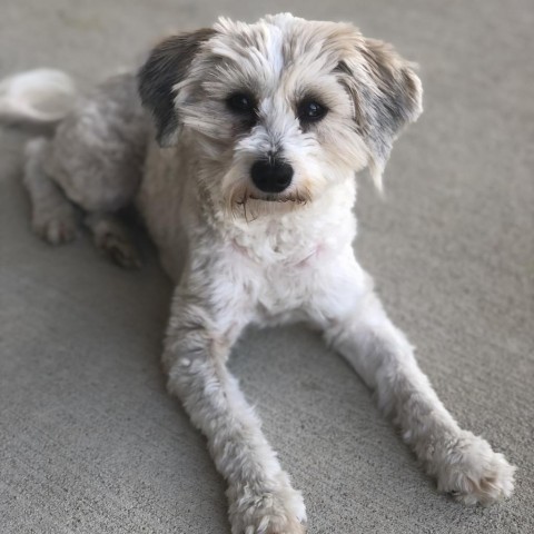 Maddie, an adoptable Havanese, Poodle in Cincinnati, OH, 45247 | Photo Image 3