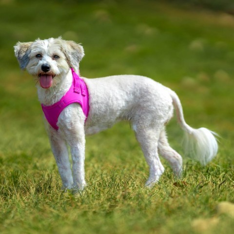 Maddie, an adoptable Havanese, Poodle in Cincinnati, OH, 45247 | Photo Image 4