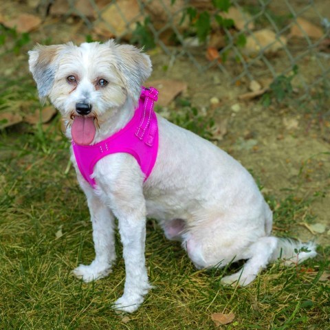 Maddie, an adoptable Havanese, Poodle in Cincinnati, OH, 45247 | Photo Image 5