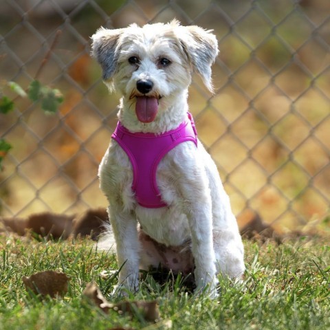 Maddie, an adoptable Havanese, Poodle in Cincinnati, OH, 45247 | Photo Image 6