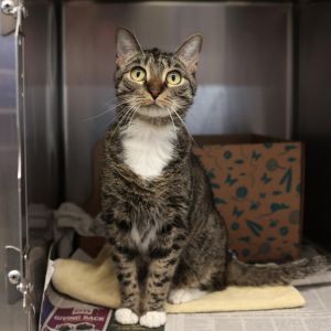 Hey there Im Lola a 4-year-old brown tabby with a personality as vibrant as my stripes My previo