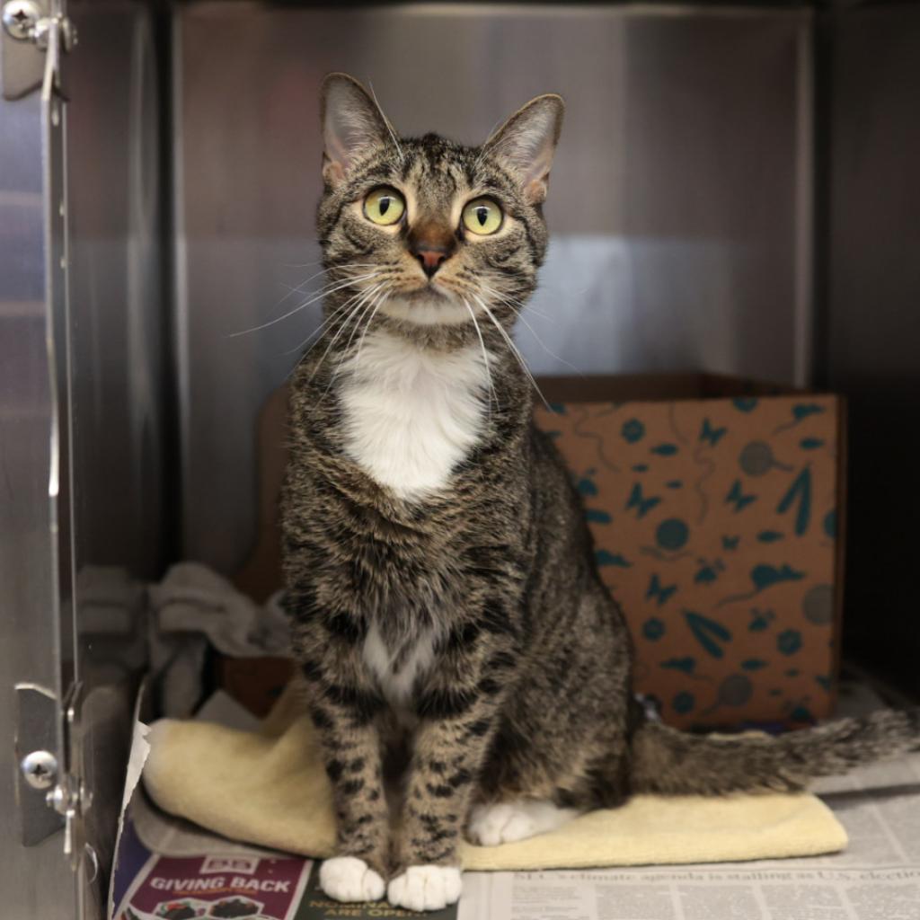 Lola, an adoptable Domestic Short Hair in Santa Barbara, CA, 93111 | Photo Image 1