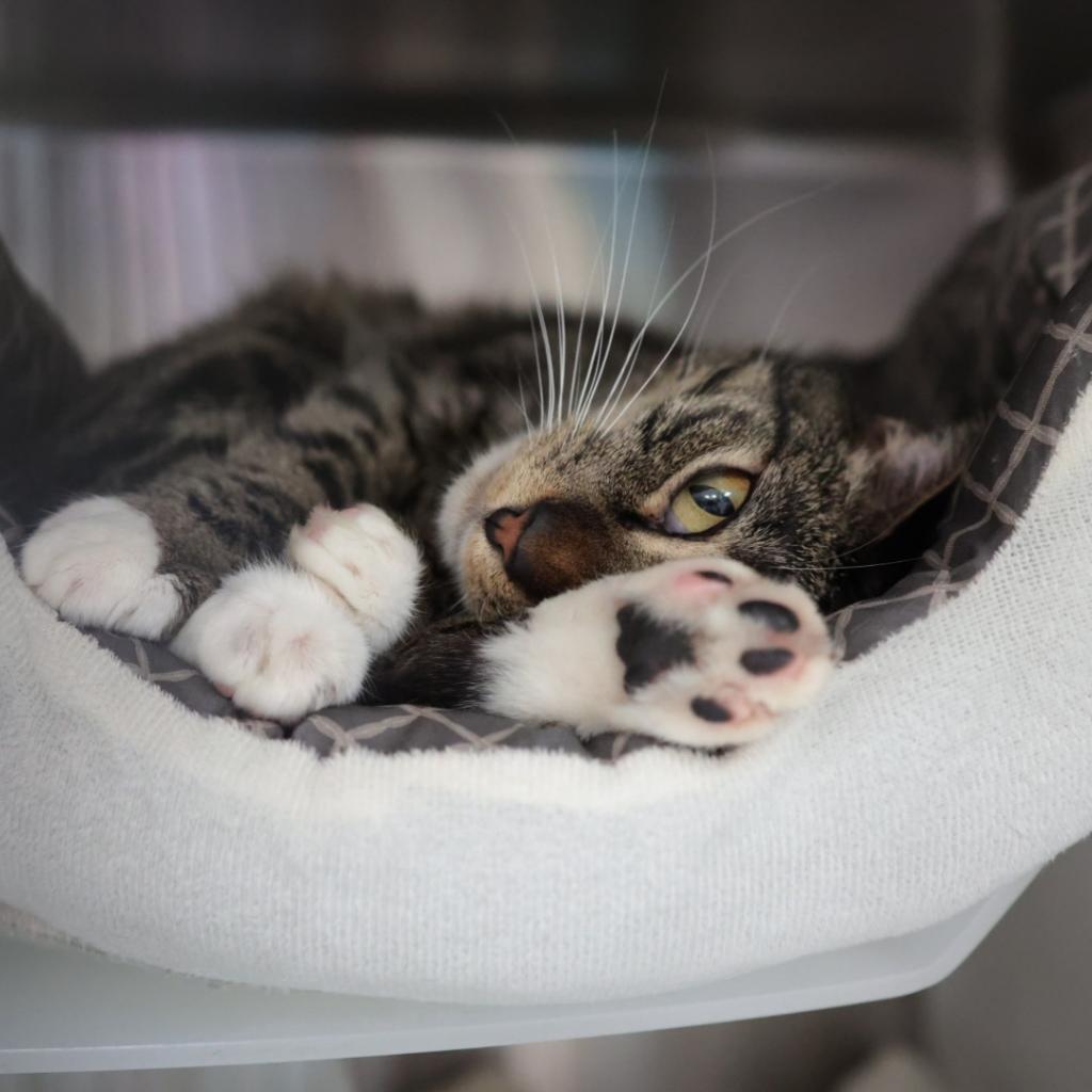 Lola, an adoptable Domestic Short Hair in Santa Barbara, CA, 93111 | Photo Image 2