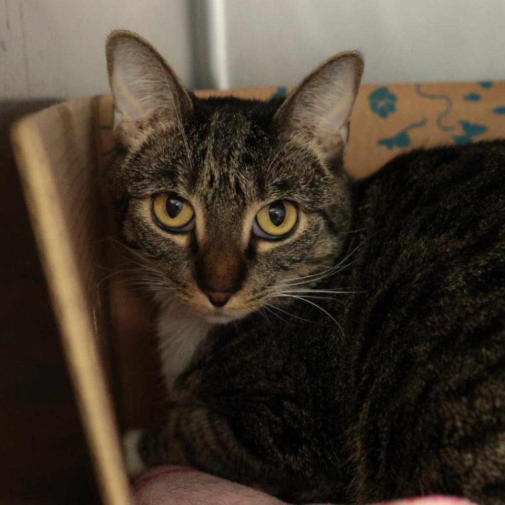 Lola, an adoptable Domestic Short Hair in Santa Barbara, CA, 93111 | Photo Image 3