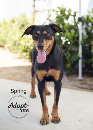 Spring, Young Female Doberman Pinscher