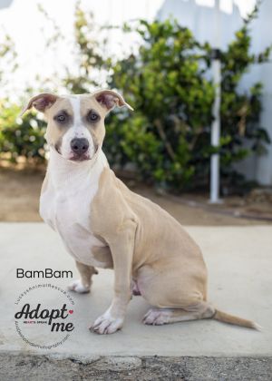 Bam Bam, Young Male Pit Bull Terrier