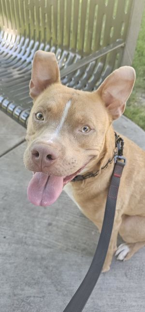 Eddie, Young Male American Staffordshire Terrier