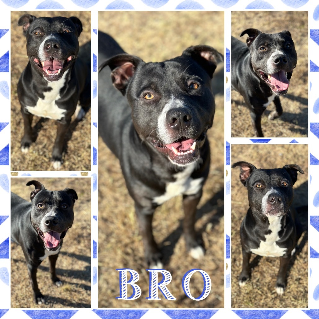 Bro
