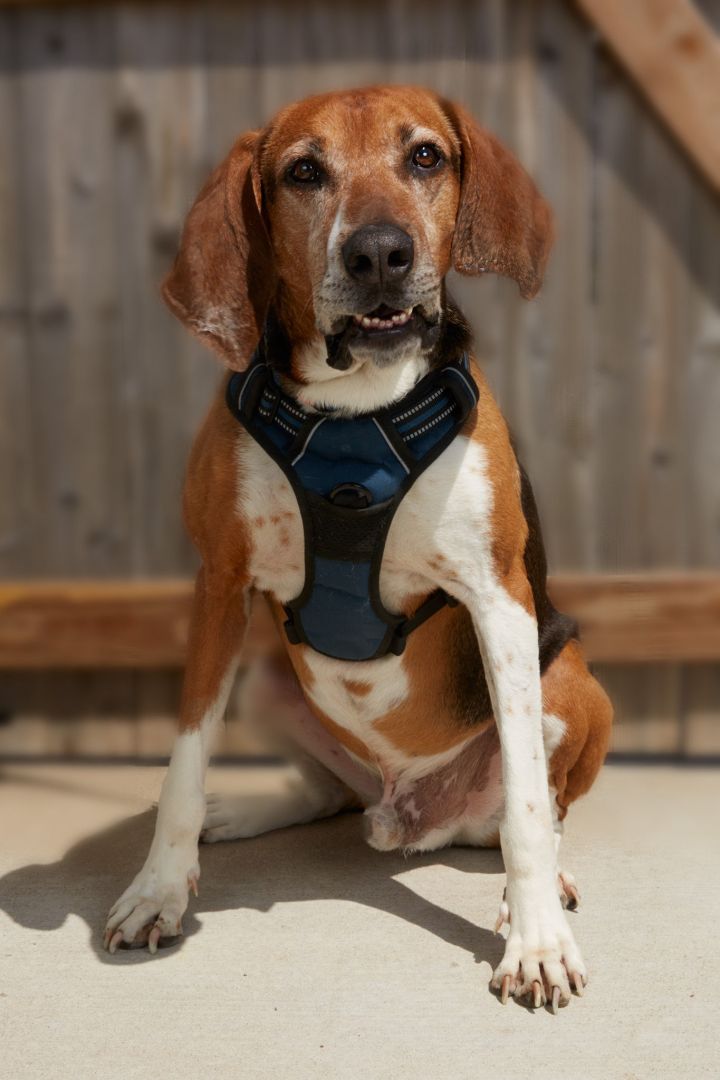 Jake 4