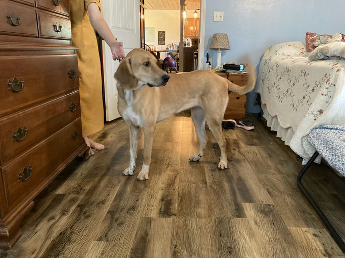 Willow, an adoptable Bloodhound, Great Pyrenees in TULSA, OK, 74115 | Photo Image 2