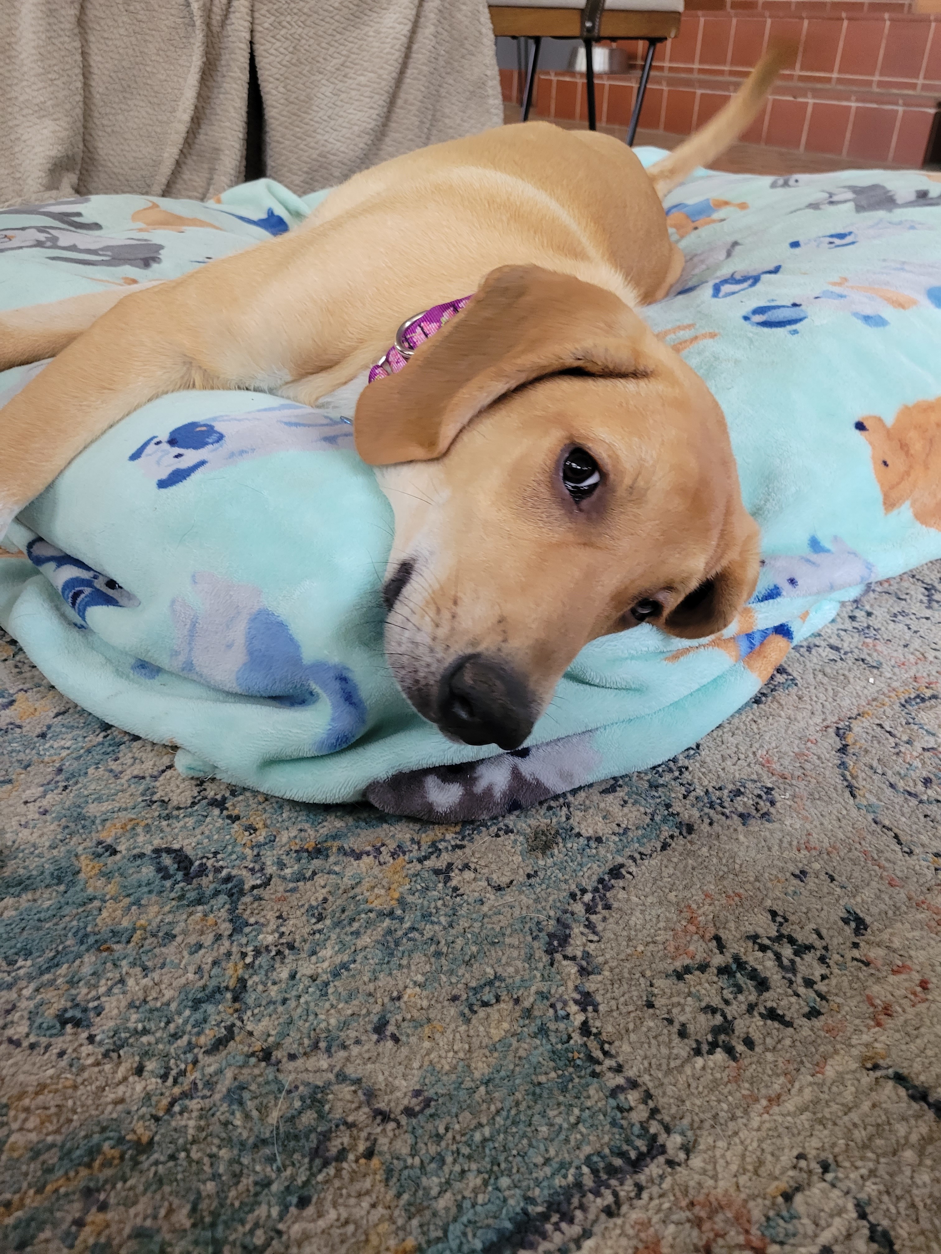 Willow, an adoptable Bloodhound, Great Pyrenees in TULSA, OK, 74115 | Photo Image 6