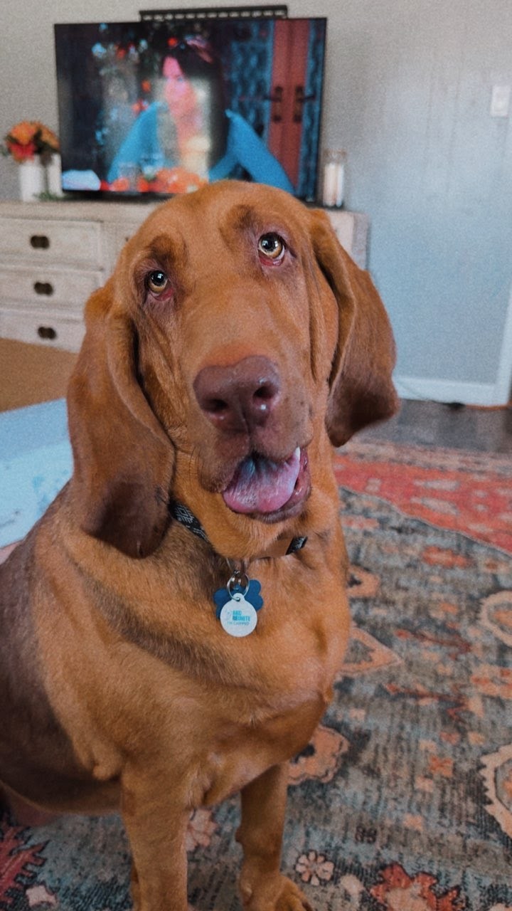Sally, an adoptable Bloodhound in TULSA, OK, 74115 | Photo Image 1