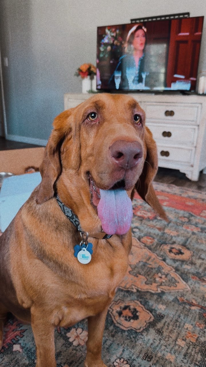 Sally, an adoptable Bloodhound in TULSA, OK, 74115 | Photo Image 2