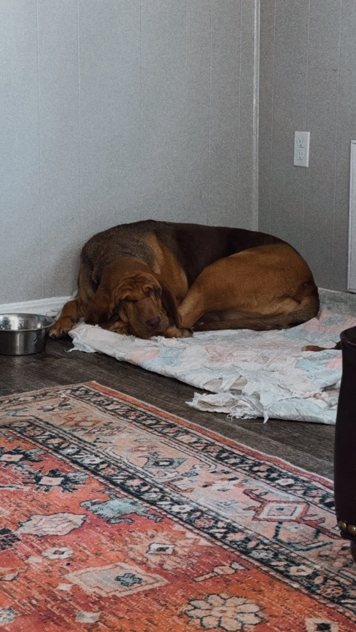 Sally, an adoptable Bloodhound in TULSA, OK, 74115 | Photo Image 3
