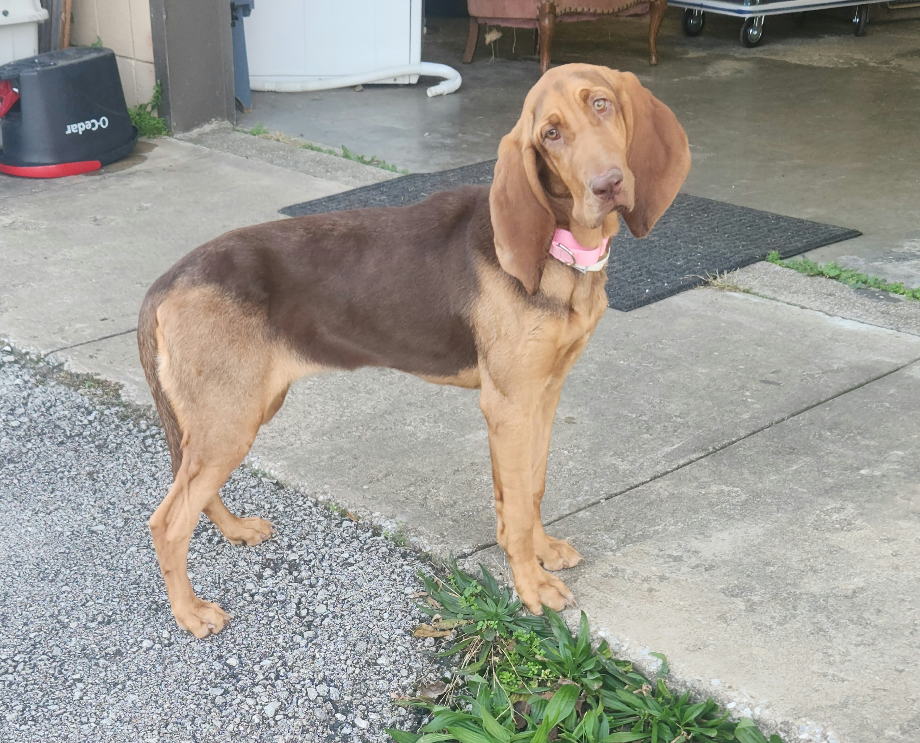Sally, an adoptable Bloodhound in TULSA, OK, 74115 | Photo Image 4