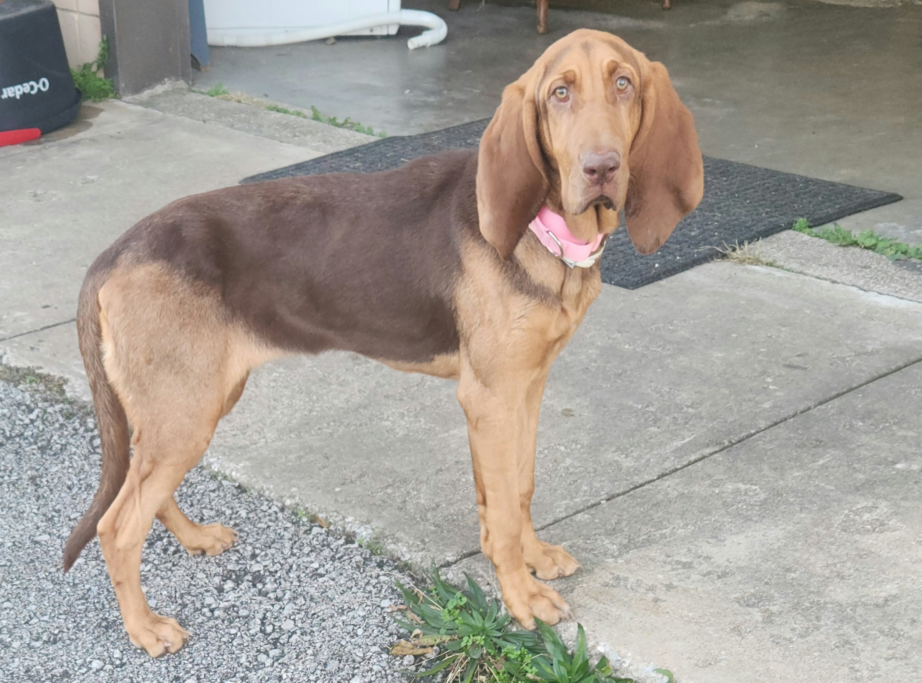 Sally, an adoptable Bloodhound in TULSA, OK, 74115 | Photo Image 5