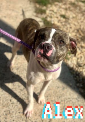 ALEX, Adult Male Boston Terrier