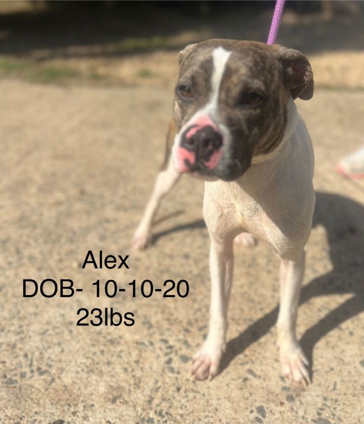 ALEX 2