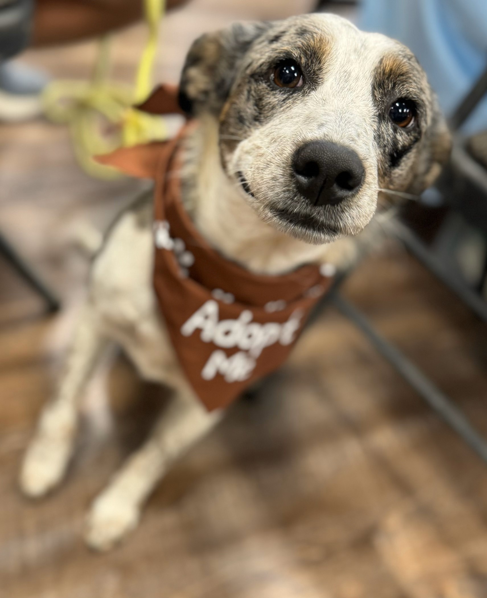 Sadie June