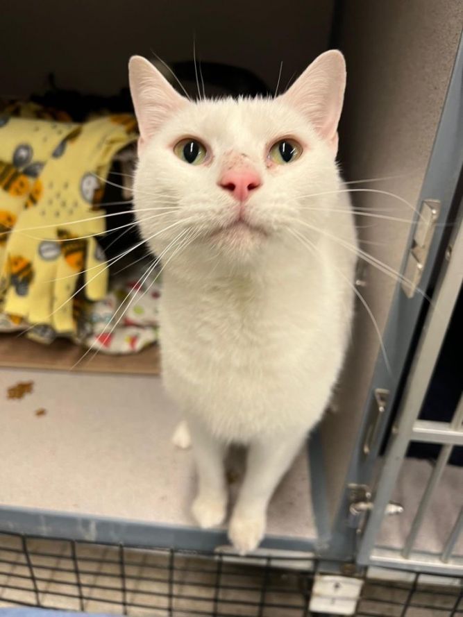 Cat for adoption Leo, a Domestic Short Hair in Alexandria, VA Petfinder