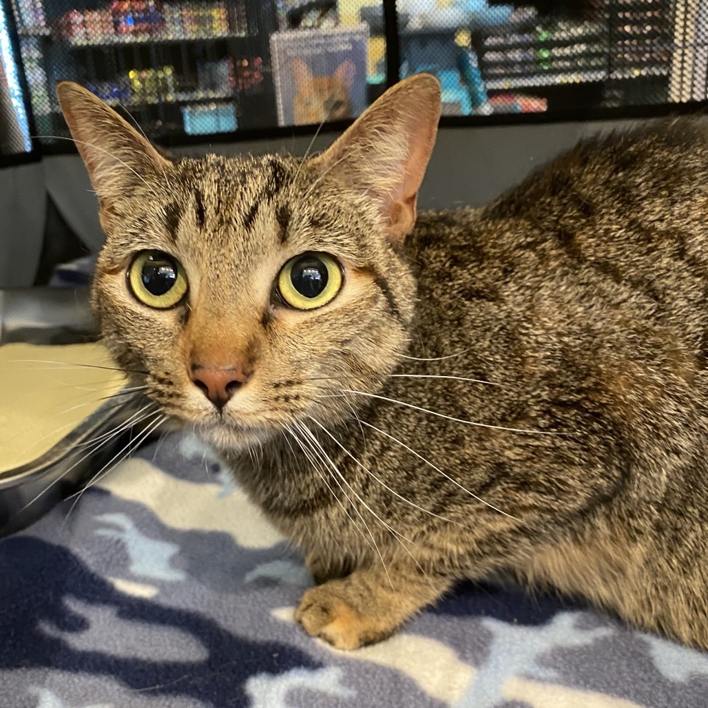 Wednesday, an adoptable Domestic Short Hair in Austin, TX, 78731 | Photo Image 1