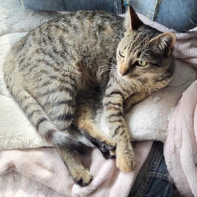 Wednesday, an adoptable Domestic Short Hair in Austin, TX, 78731 | Photo Image 2