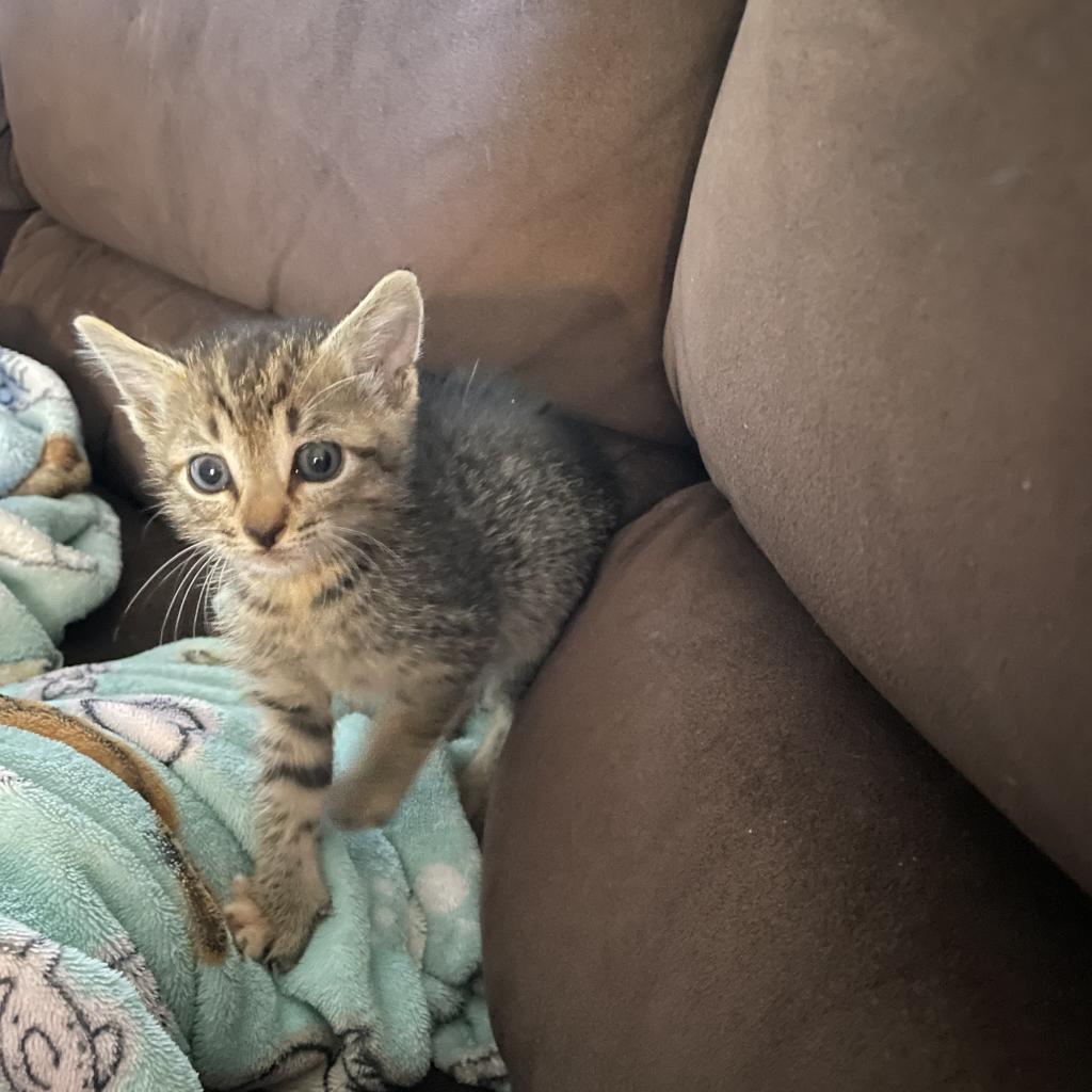 Wednesday, an adoptable Domestic Short Hair in Austin, TX, 78731 | Photo Image 3