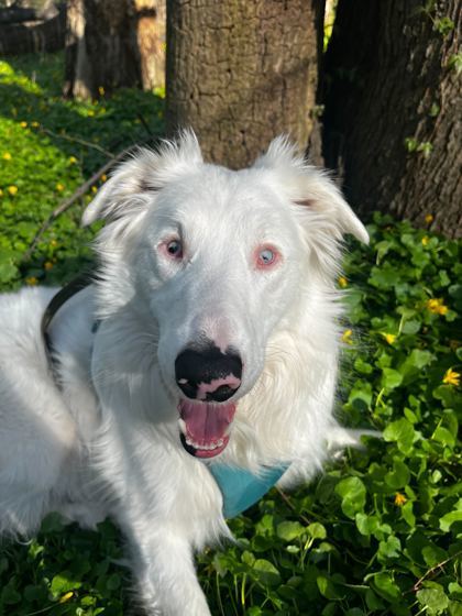 Pippin