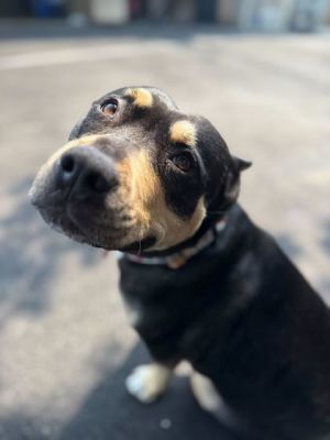 Brisket, Adult Female Mixed Breed