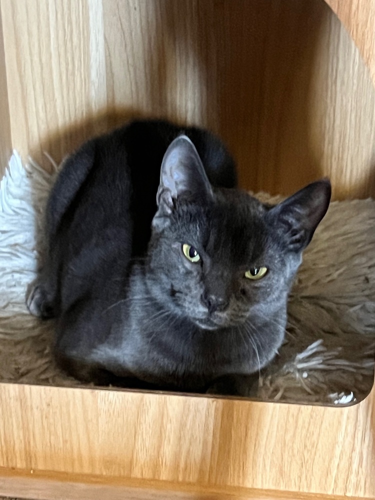 Tarzan, an adoptable Domestic Short Hair, Russian Blue in Lafayette, CO, 80026 | Photo Image 1