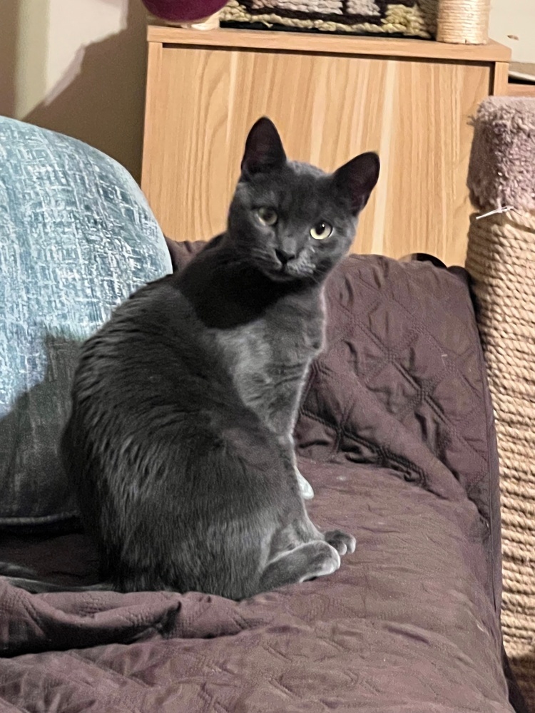 Tarzan, an adoptable Domestic Short Hair, Russian Blue in Lafayette, CO, 80026 | Photo Image 2