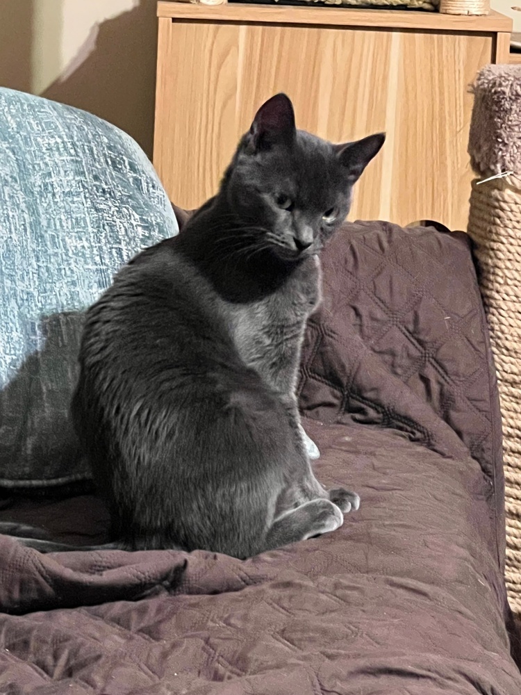 Tarzan, an adoptable Domestic Short Hair, Russian Blue in Lafayette, CO, 80026 | Photo Image 3
