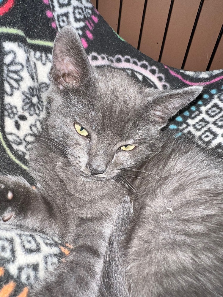 Tarzan, an adoptable Domestic Short Hair, Russian Blue in Lafayette, CO, 80026 | Photo Image 4