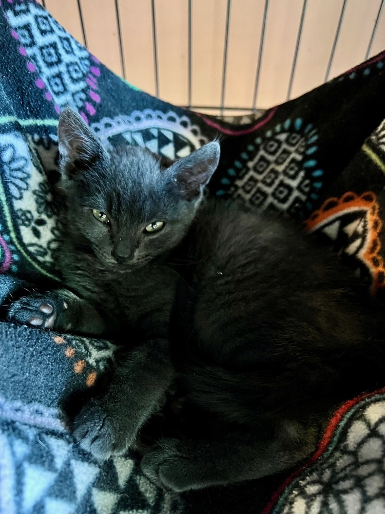 Tarzan, an adoptable Domestic Short Hair, Russian Blue in Lafayette, CO, 80026 | Photo Image 5