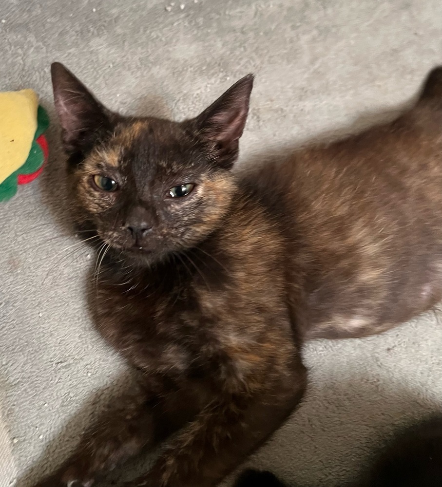 Caramel
