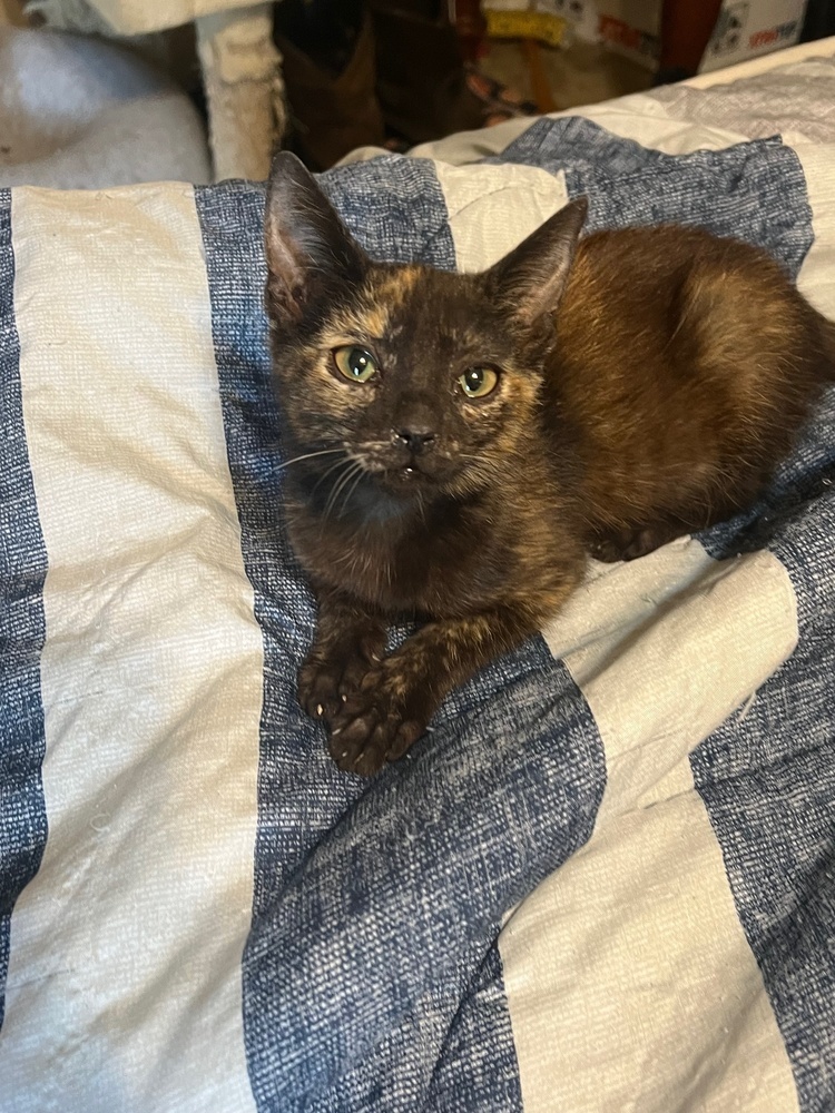 Caramel