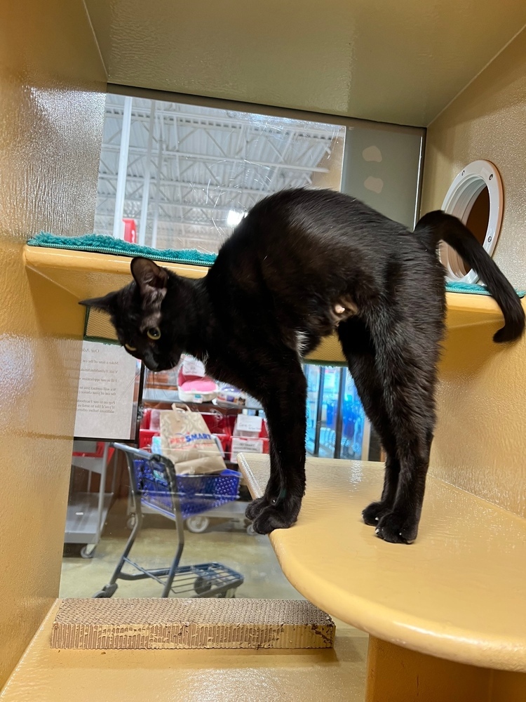 Shenanigans, an adoptable Domestic Short Hair, American Shorthair in Wilmington, NC, 28411 | Photo Image 1