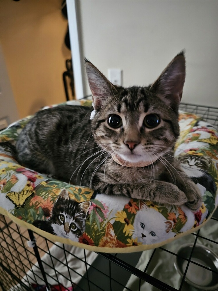 Pixie, an adoptable Manx, Domestic Short Hair in Wilmington, NC, 28411 | Photo Image 2