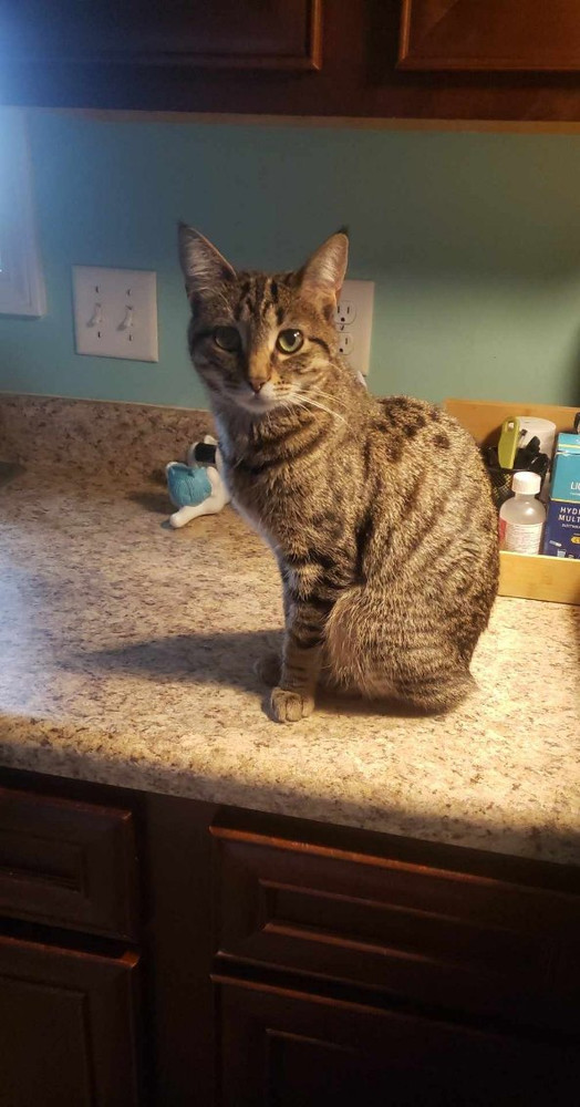 Pixie, an adoptable Manx, Domestic Short Hair in Lafayette, CO, 80026 | Photo Image 2