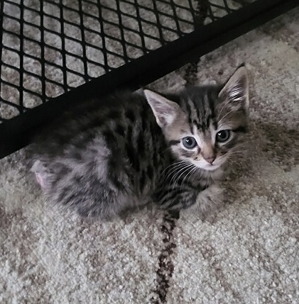 Pixie, an adoptable Manx, Domestic Short Hair in Wilmington, NC, 28411 | Photo Image 3
